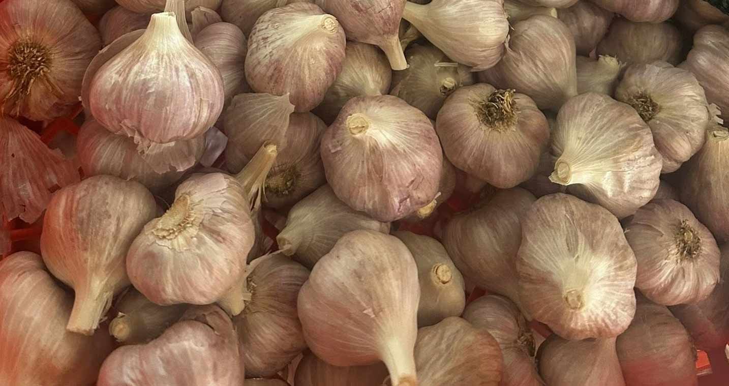 Multiple bulbs of garlic after harvesting